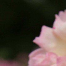 Rosa 'Phyllis Bide'