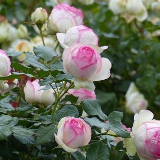 Rosa 'Pierre de Ronsard'