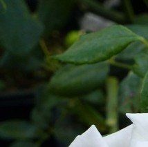 Rosa 'New Dawn'