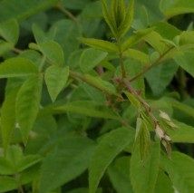 Rosa 'Seagull'