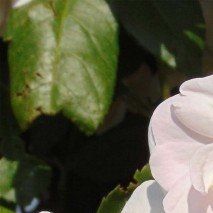 Rosa 'Sourire d'Orchidée'