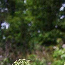 Angelica archangelica - (Angélique)