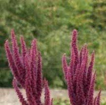 Amaranthus caudatus - (Amaranthe queue de renard)