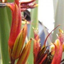 Phormium terrax - (Lin de Nouvelle Zélande)