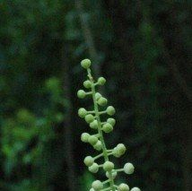 Cimicifuga racemosa - (Herbe aux punaises)
