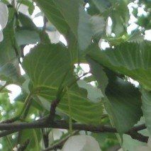 Davidia involucrata 'Sonoma' - (Arbre aux mouchoirs)