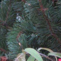 Rostrinucula dependens - (Menthe en arbre)