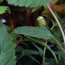 Lippia dulcis - (Lippia du mexique)