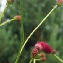Sanguisorba officinalis - (Grande pimprenelle)