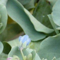Mertensa maritima 'Oysterleaf' - (Pulmonaire de Virginie)