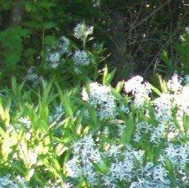 Amsonia ciliata - (Amsonia ciliée)