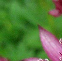 Astrantia major 'Claret' - (Grande astrance)