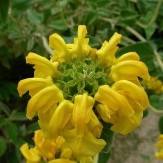 Phlomis fruticosa - (Sauge de Jérusalem)