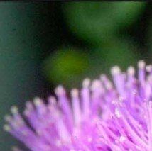 Thalictrum aquilegifolium 'Thunder cloud' - (Pigamon à feuilles d'ancolie)