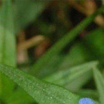 Lithospermum purpurocaeruleum - (Grémil pourpre)