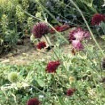 Knautia macedonia - (Knautie de Macédoine)