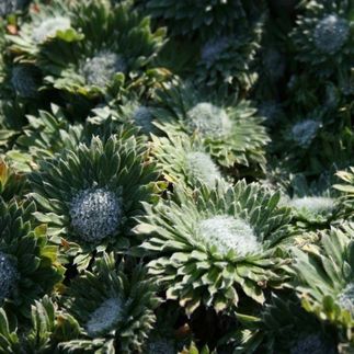 Androsace sarmentosa chumbyi - (Androsace sarmenteuse)