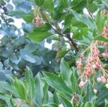 Arbustus unedo rubra - (Arbousier)