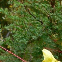 Caesalpinia gilliesii - (Oiseau de paradis)