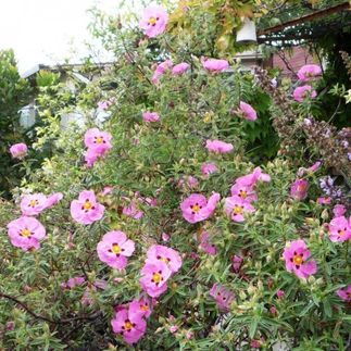 Cistus purpureus - (Ciste pourpre)