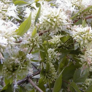 Abelia chinensis - (Abélie de Chine)