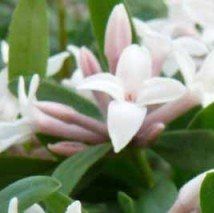 Daphne x transatlantica 'Eternal Fragrance' - (Daphné odorant)