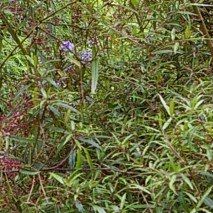 Helwingia chinensis - (Helwingia)