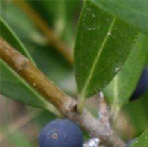 Phillyrea augustifolia - (Filaire à feuilles étroites)
