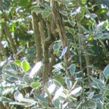 Rhamnus alaternus - (Alaterne)