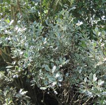 Rhamnus alaternus - (Alaterne)