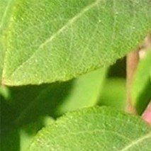 Symporicarpos x chenauldii - (Arbre aux perles)
