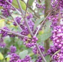 Callicarpa bodinieri giraldi 'Profusion' - (Arbre aux bonbons)