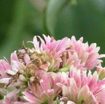 Heptacodium miconioïdes - (Fleur des 7 fils)