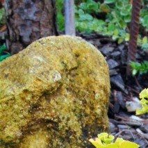 Ginko biloba 'Mariken' - (Arbre aux 40 écus)