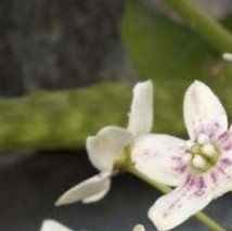 Dregea sinensis - (Wattakaka)