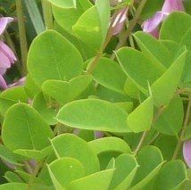 Indigofera kirilowii - (Indigotier de Kirilov)