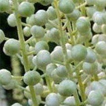 Actaea dahurica - (Cierge d'argent)