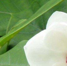 Magnolia sieboldii - (Magnolia de Siebold)