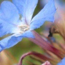 Ceratostigma willmotianum - (Plumbago)