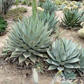 Agave havardiana - (Agave chisos)