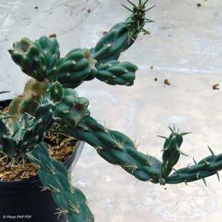 Cylindropuntia imbricata- (Oponce arbustif)