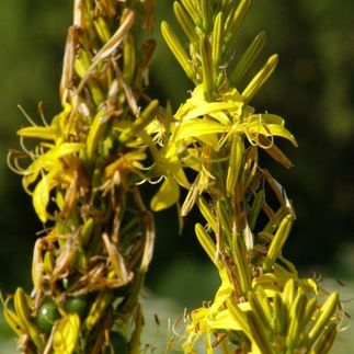 Asphodeline lutea - (Bâton de Jacob)