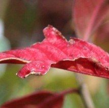 Euonymus europaeus 'Red Cascade' - (Fusain d'Europe)