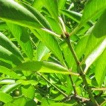 Euonymus myrianthus - (Fusain)