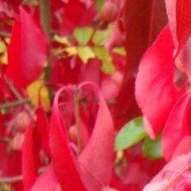 Euonymus grandiflorus 'Red Wine' - (Fusain)