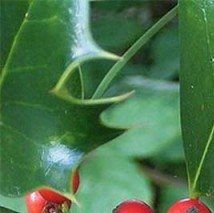 Ilex aquifolium - (Houx commun)