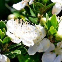Myrtus communis - (Myrthe)