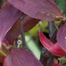 Euonymus planipes - (Fusain)