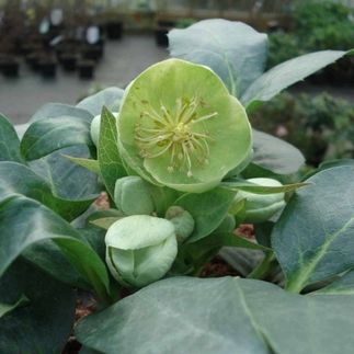 Helleborus x sternii - (Hellébore)