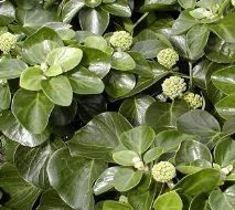 Hedera 'Arbori compact' - (Lierre des bois en arbre)